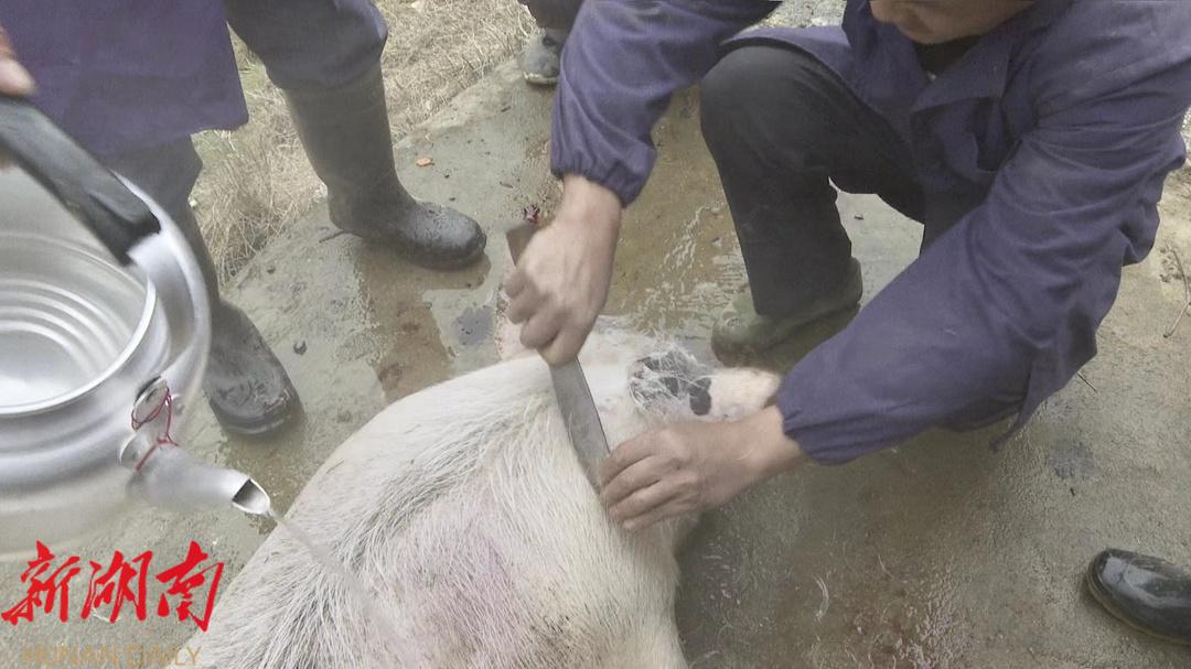 城步:苗乡杀年猪 欢喜迎新年_邵阳头条网
